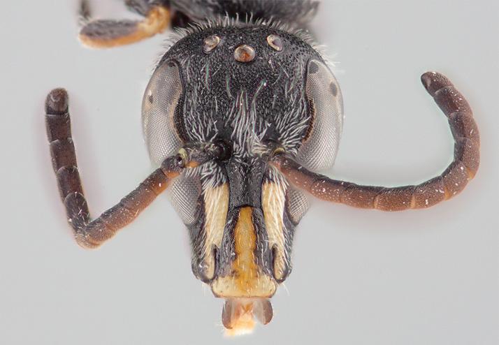 <em>Chilicola charizard</em> Polyester Bee (3 of 3)