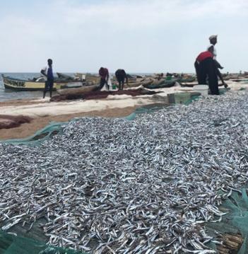 Fish Harvest