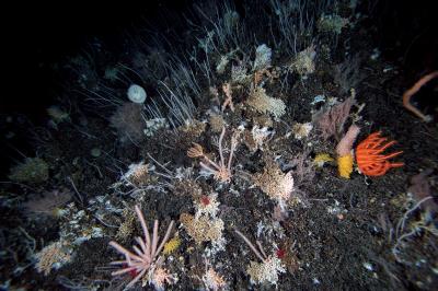 Coral Reef