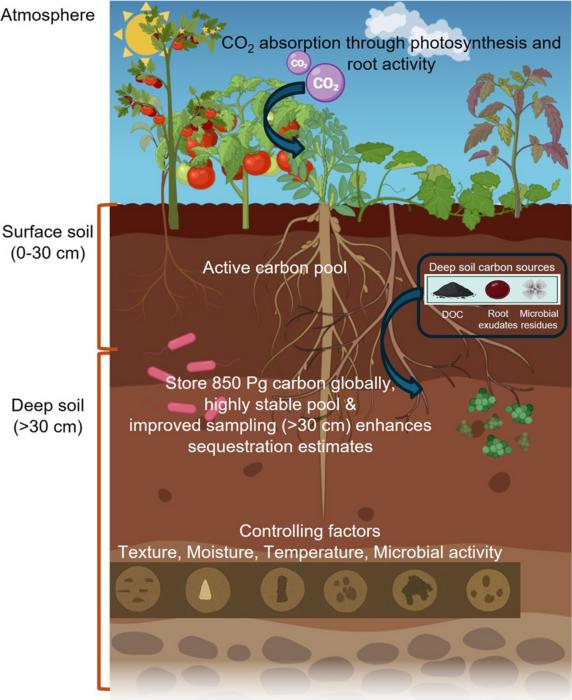 Sources, distribution, stability and management of deep soil carbon in agricultural systems