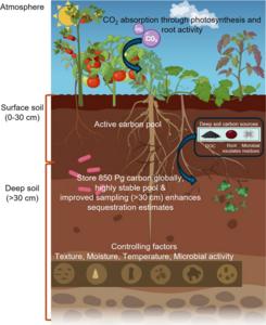 Sources, distribution, stability and management of deep soil carbon in agricultural systems
