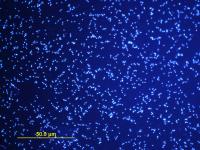 <i>Ostreococcus tauri</i>
