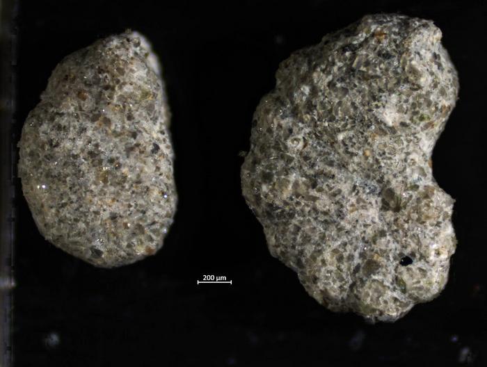 agglutinated genus of foraminifera,