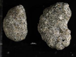 agglutinated genus of foraminifera,