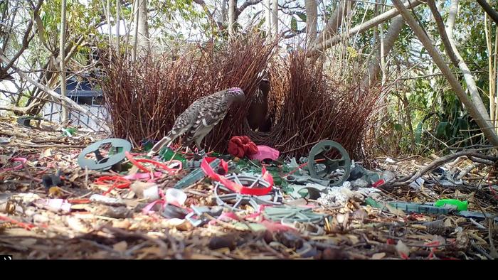 A male great bowerbird in an urban environment displaying to a female