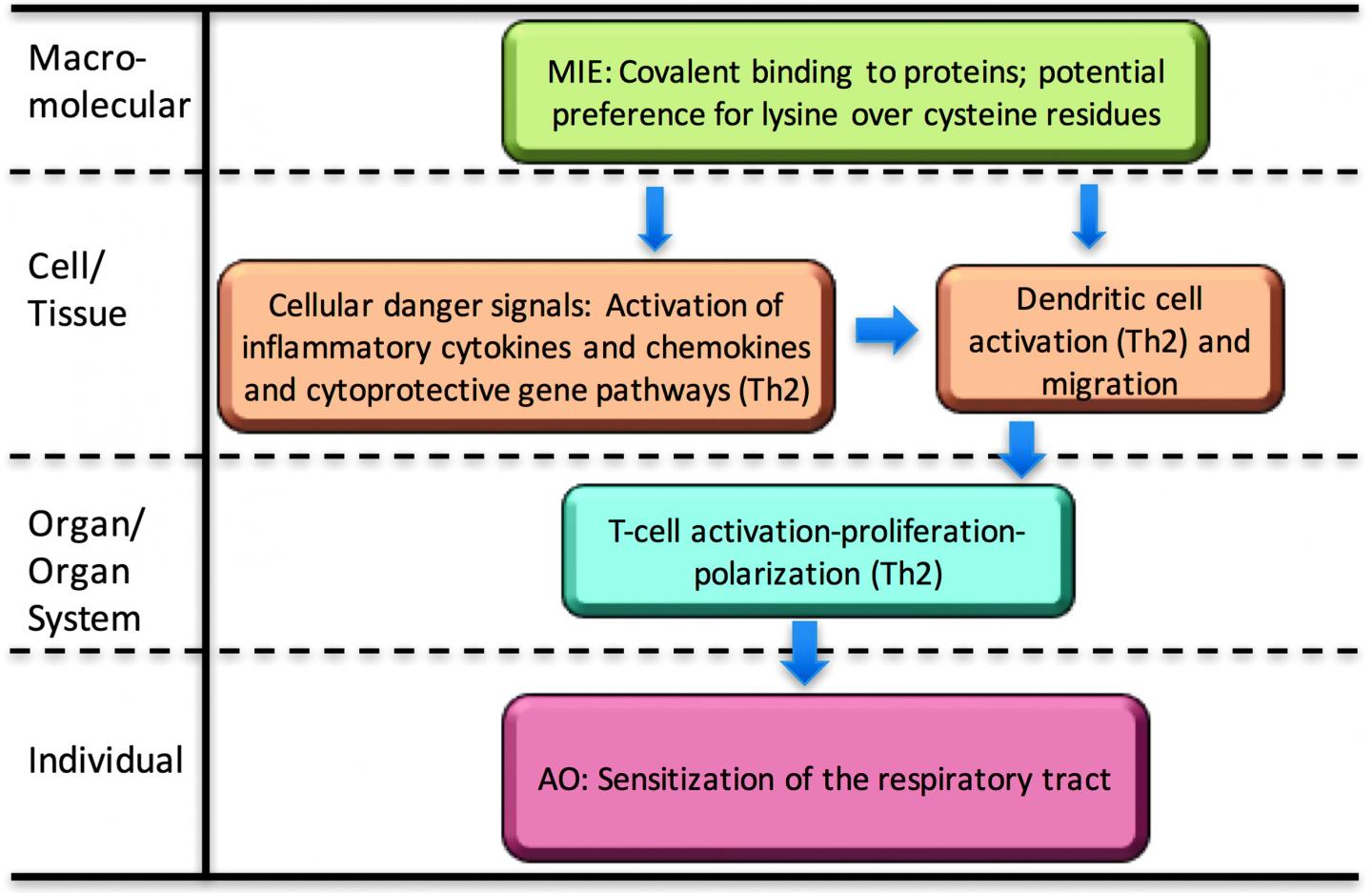 AOP, Adverse Outcome Pathway