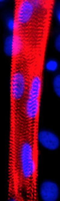 A Myotube