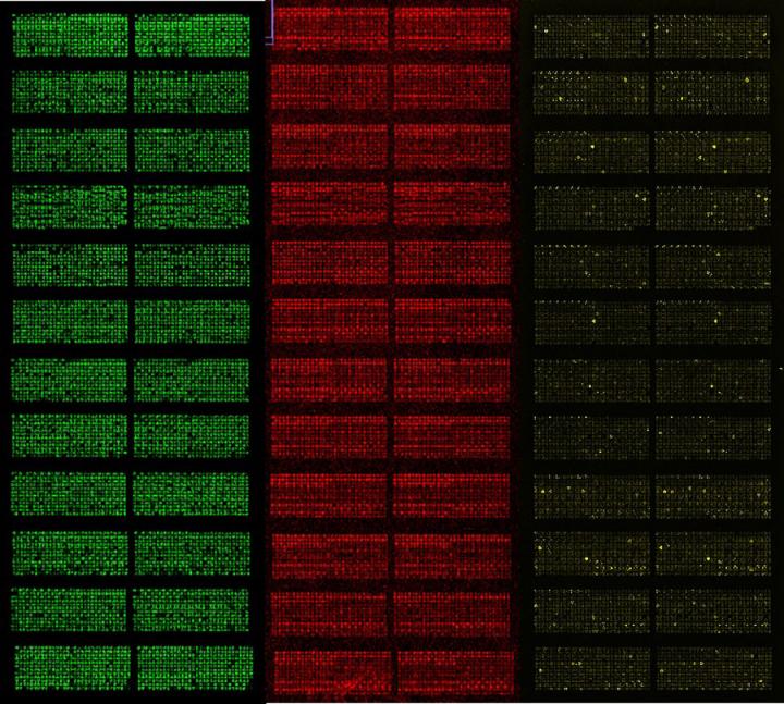 Protein Microarrays