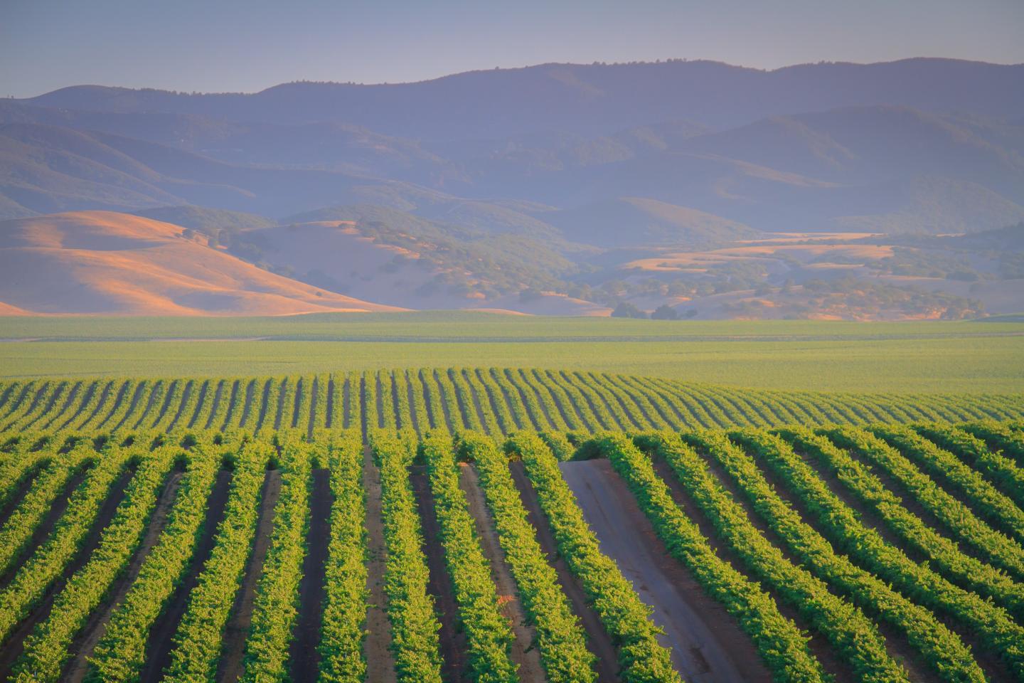 Central Coast Vineyards