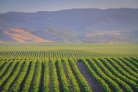Central Coast Vineyards