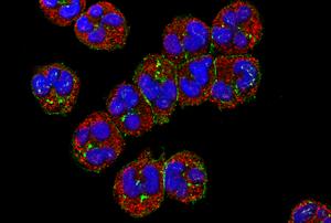 Human neutrophils visualized under a confocal microscope with cell membranes stained red and nuclei blue.