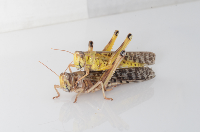 A gregarious couple.