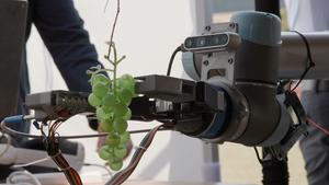 Grape-picking robot using RipenAI