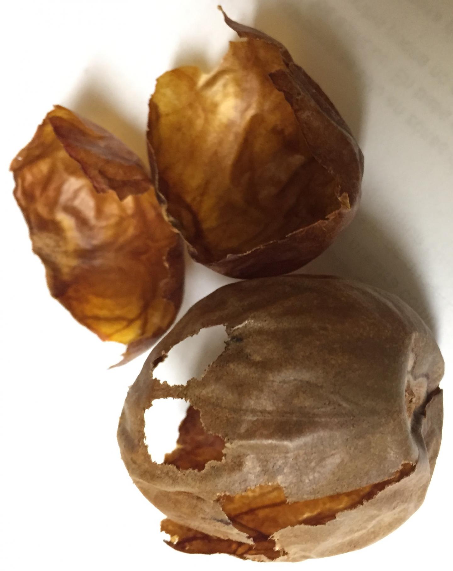 Avocado Seed Husks