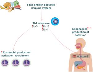 Th2 and eotaxin mechanisms in EoE