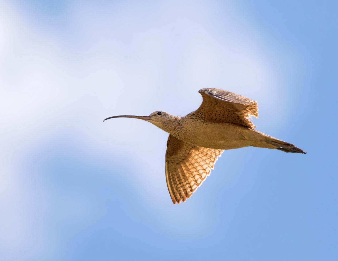 Curlew