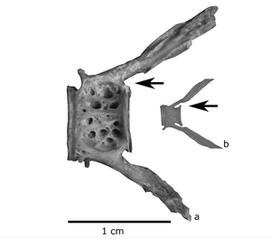 Atlantic vs. Pacific cod bones
