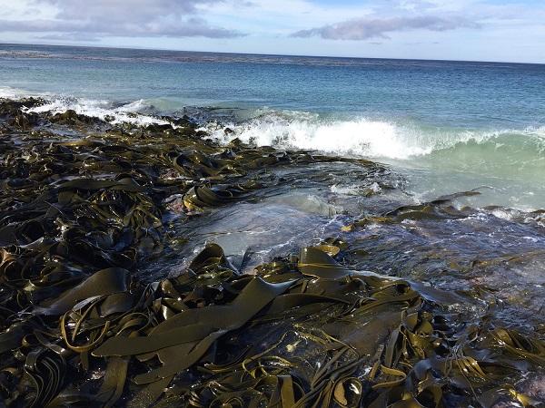 Drifting Algae