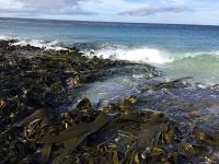 Drifting Algae