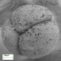 Four-cell Embryo Fossil