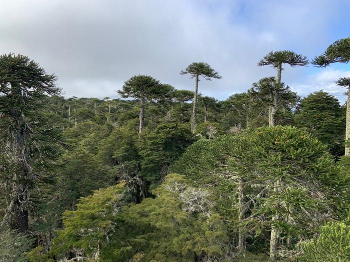 Forest full of evergreen coniferous trees called Araucaria – or monkey-puzzle trees – which has recovered from fire. It is in the Nahuelbuta National Park, Chile and is an example of a humid temperate ecosystem in the research study.