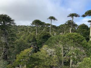 Forest full of evergreen coniferous trees called Araucaria – or monkey-puzzle trees – which has recovered from fire. It is in the Nahuelbuta National Park, Chile and is an example of a humid temperate ecosystem in the research study.