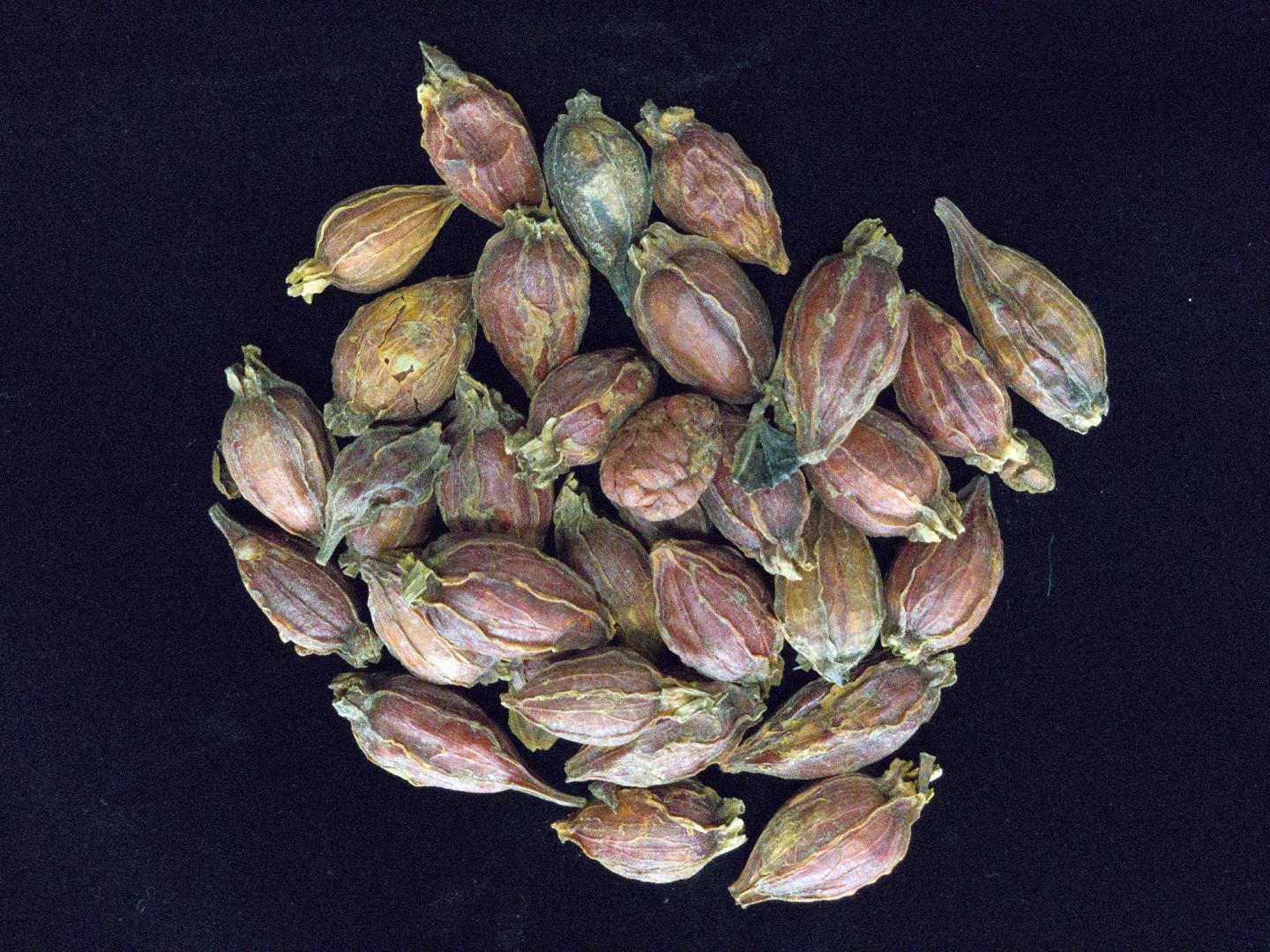 Dried Fruits of Gardenia jasminoides.