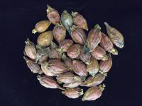 Dried Fruits of Gardenia jasminoides.