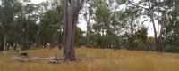 <em>E. melliodora</em> Woodland