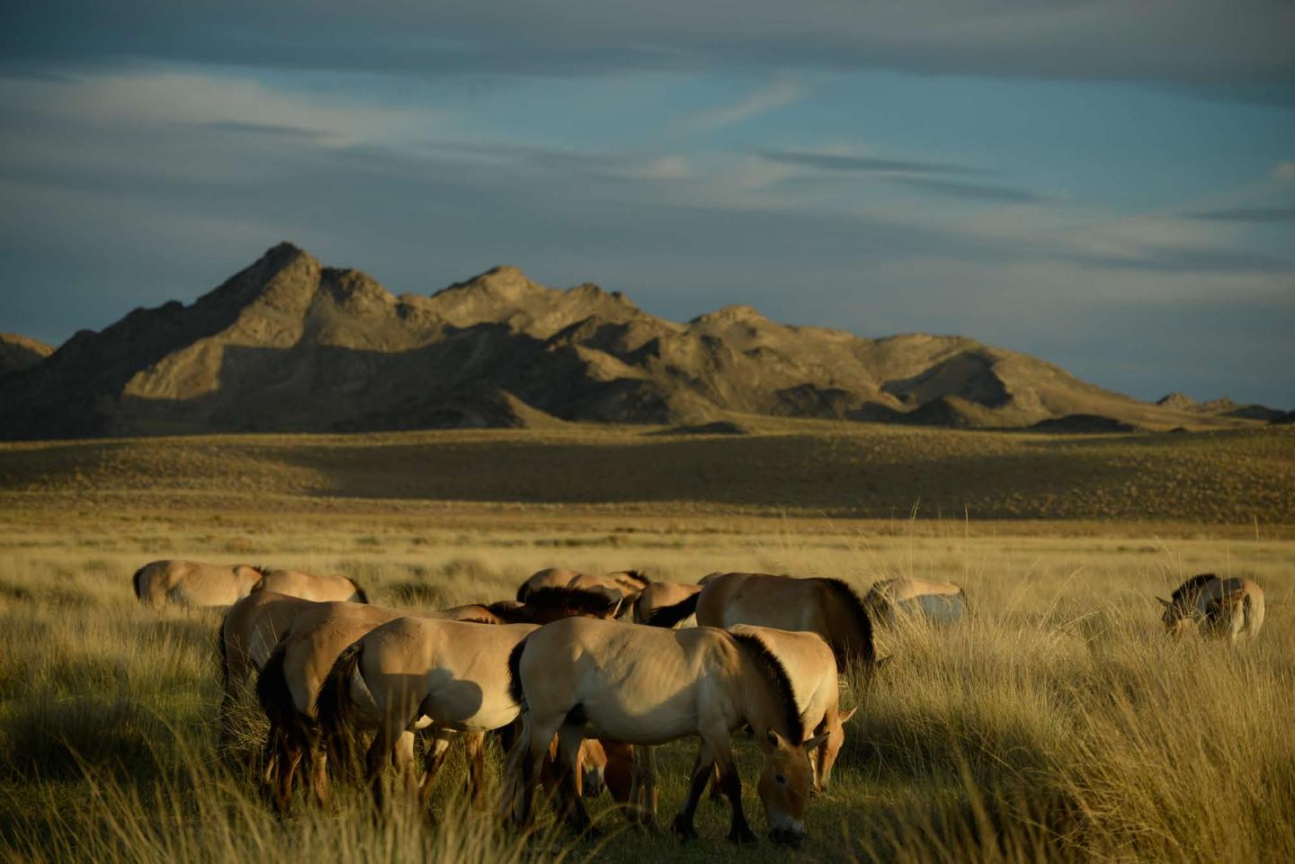 Reintroduced Przewalski's Horses
