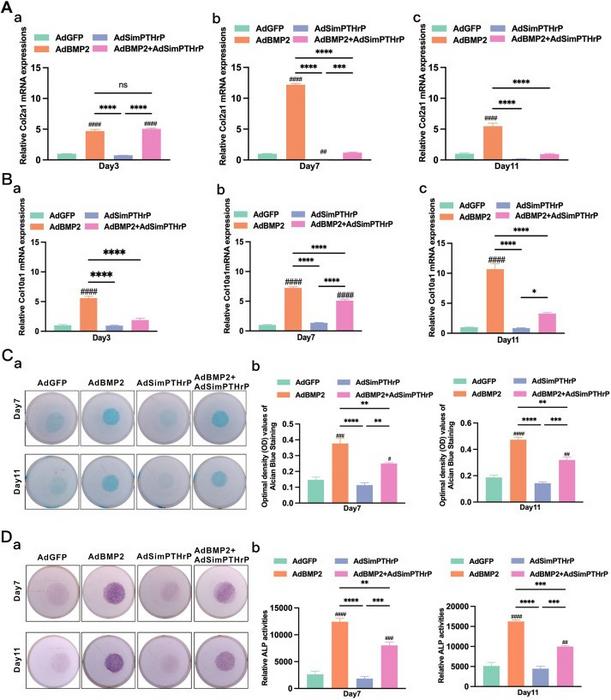 Silencing PTHrP expression attenuated BMP2-induced chondrogenic, hypertrophic, and osteogenic differentiation of mesenchymal stem cells