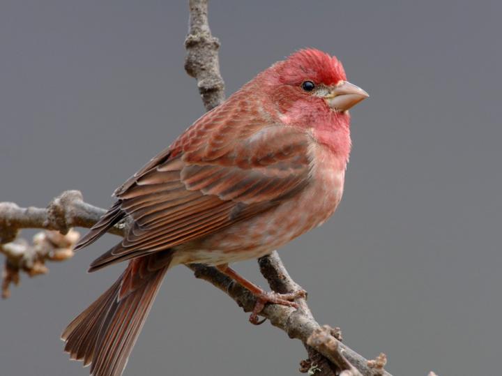 Purple Finch
