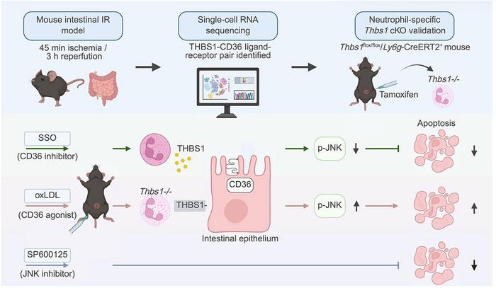 Neutrophil-derived THBS1 activates epithelial CD36-JNK signaling to induce intestinal epithelial apoptosis after ischemia-reperfusion injury.