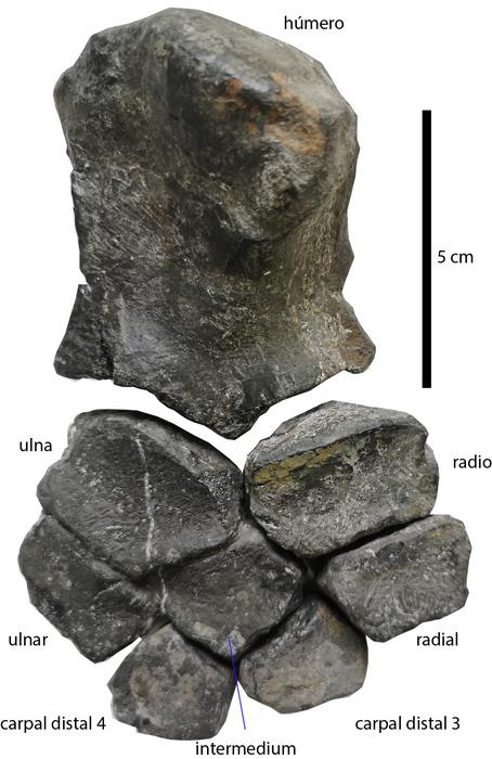 Huesos articulados pertenecientes a la aleta izquierda