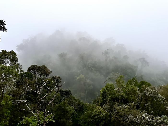 Ranomafana National Rainforest