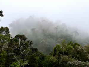 Ranomafana National Rainforest