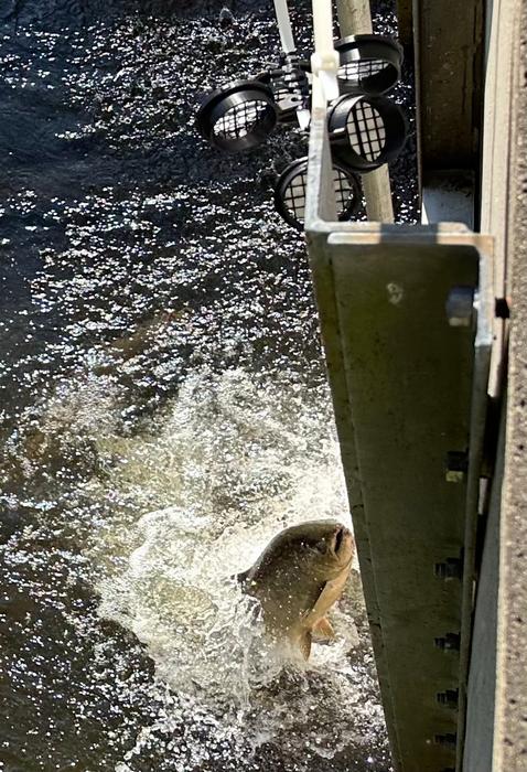 Fish jumping toward filter