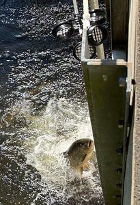 Fish jumping toward filter