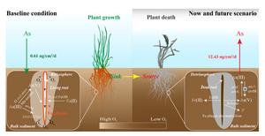 Unveiling an overlooked pathway of water arsenic contamination: microscale evidence of enhanced arsenic mobility from the rhizosphere to detritusphere of macrophytes
