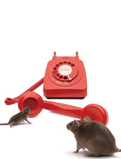 How Young Mice Phone Home