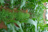 Maize Grass