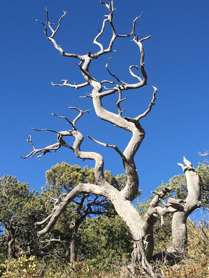Alligator Juniper