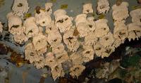 Wasp Nest