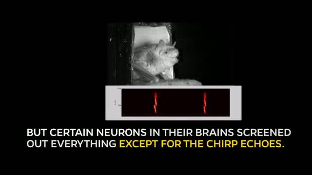 What Bats Might Reveal About Your Brain