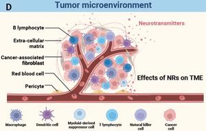 The role of neurotransmitter receptors in shaping the tumor microenvironment