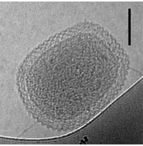 Bacterial Cell