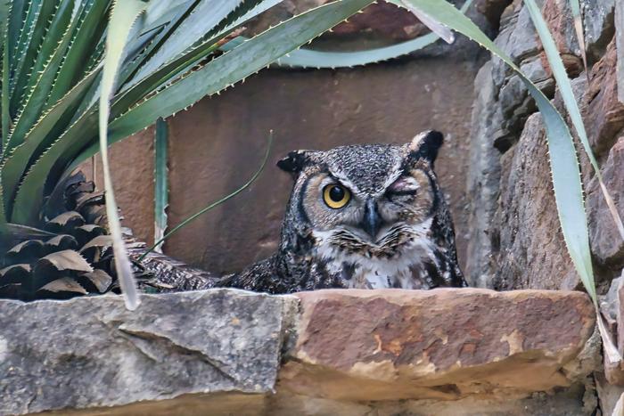 Great Horned Owl Athena