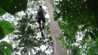 FAU Scientists Capture Rare Video Footage in Lomami National Park
