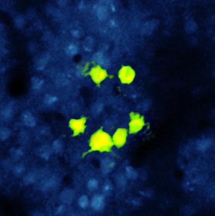 Neurons in the Cortex of a Mouse