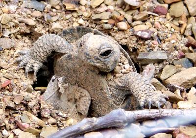 Wood Turtle